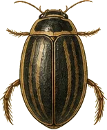 Common Whirligig Beetle