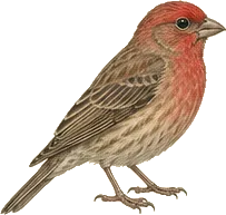 House Finch