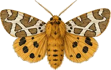 Banded Tussock Moth