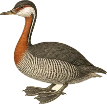 Sungrebe