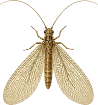 Brown Lacewing
