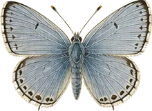 Ceraunus Blue