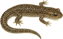Four-toed Salamander