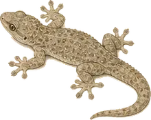 Mediterranean Gecko