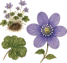 Round-lobed Hepatica