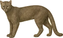 Jaguarundi