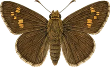 Common Branded Skipper