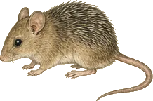 Goldman's Spiny Pocket Mouse