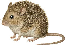 Nelson's Spiny Pocket Mouse