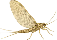 Burrowing Mayfly