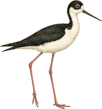Black-necked Stilt