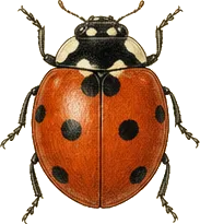 Convergent Lady Beetle