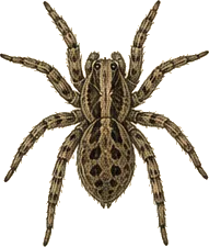 Carolina Wolf Spider