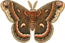 Cecropia Silkmoth