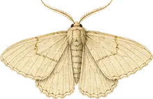 July Highflier Moth