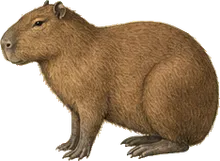 Capybara