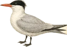 Caspian Tern