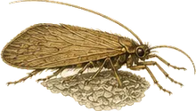Net-spinning Caddisfly