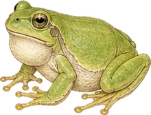 Bird-voiced Tree Frog