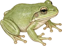 Green Tree Frog