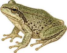 Barking Tree Frog