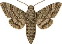 Pine Hawk-moth