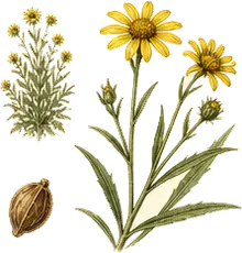 Orange Sneezeweed