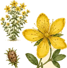 St. John's Wort