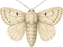 Fall Webworm Moth
