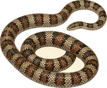 Night Snake