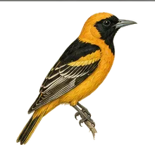 Hooded Oriole