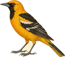 Audubon's Oriole