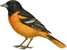 Orchard Oriole
