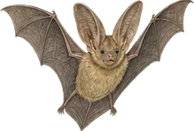 Allen's Big-eared Bat