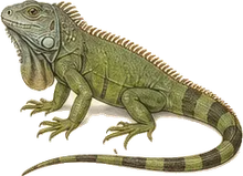 Green Iguana