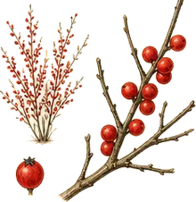Winterberry