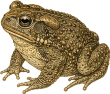 Sonoran Desert Toad