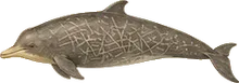 Longman's Beaked Whale