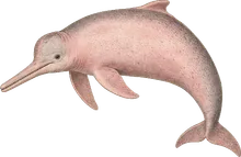 Amazon River Dolphin