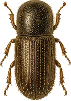 Pine Engraver Beetle
