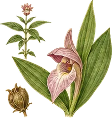 Small Whorled Pogonia