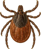 Black-legged Tick