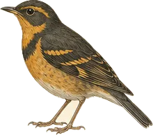 Varied Thrush