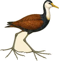 Northern Jacana
