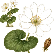 Twinleaf