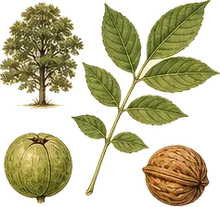 Texas Black Walnut