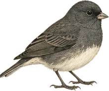 Dark-eyed Junco