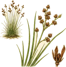 Common Rush