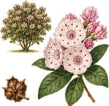Mountain Laurel