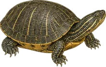 Striped Mud Turtle